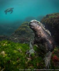 Image result for World Divers