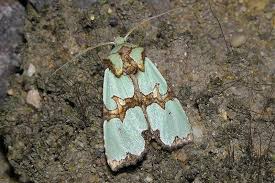 Attēlu rezultāti vaicājumam “Staurophora celsia”