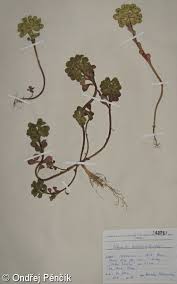 Attēlu rezultāti vaicājumam “Euphorbia helioscopia leaf”