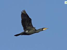 Image result for Phalacrocorax carbo