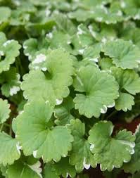 Image result for Glechoma hederacea