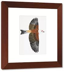 Attēlu rezultāti vaicājumam “Carduelis cannabina adult”