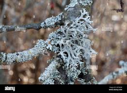 Attēlu rezultāti vaicājumam “Pseudevernia furfuracea”