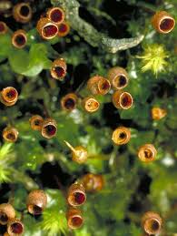 Attēlu rezultāti vaicājumam “Physcomitrium pyriforme”