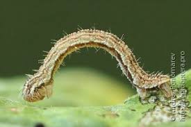 Attēlu rezultāti vaicājumam “Eupithecia icterata female”