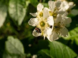 Attēlu rezultāti vaicājumam “Anthrenus sp. imago”