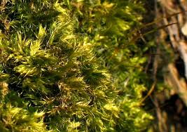 Attēlu rezultāti vaicājumam “Brachythecium salebrosum”