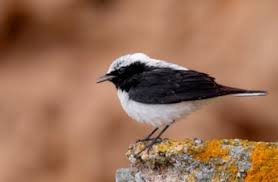 Image result for Oenanthe pleschanka