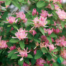 Attēlu rezultāti vaicājumam “Lonicera tatarica flower”