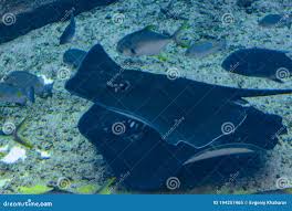 Image result for Bathytoshia brevicaudata