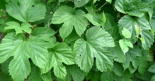 Attēlu rezultāti vaicājumam “Humulus lupulus leaf”