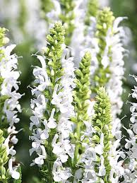 Attēlu rezultāti vaicājumam “Salvia nemorosa fruit”