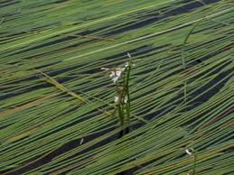 Attēlu rezultāti vaicājumam “Lobelia dortmanna bud”