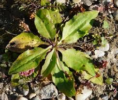 Attēlu rezultāti vaicājumam “Plantago major subsp. intermedia leaf”
