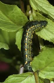 Attēlu rezultāti vaicājumam “Hyles gallii”