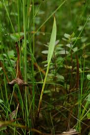 Attēlu rezultāti vaicājumam “Alisma lanceolatum leaf”