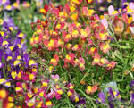 <b>Linaria</b>? forums.gardenweb.com