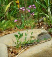 Image result for Centaurium erythraea
