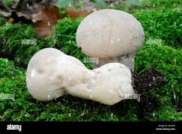 Attēlu rezultāti vaicājumam “Calvatia excipuliformis”