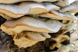 Attēlu rezultāti vaicājumam “Bjerkandera fumosa”