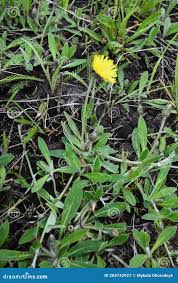 Attēlu rezultāti vaicājumam “Pilosella officinarum leaf”