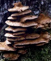 Attēlu rezultāti vaicājumam “Inonotus leporinus”