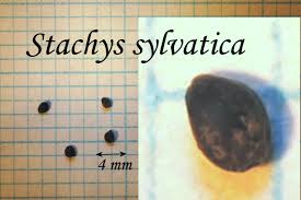 Attēlu rezultāti vaicājumam “Stachys sylvatica bud”