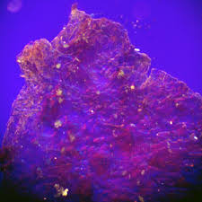 Attēlu rezultāti vaicājumam “Lycogala sphaeroconicum sessile”