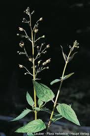 Attēlu rezultāti vaicājumam “Scrophularia nodosa leaf”
