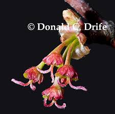 Attēlu rezultāti vaicājumam “Acer saccharinum flower”