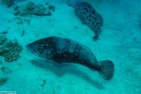 Image result for Epinephelus tukula