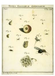 Attēlu rezultāti vaicājumam “Cynips quercusfolii”