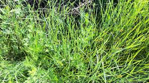 Attēlu rezultāti vaicājumam “Carex spicata”