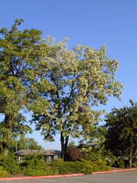 Attēlu rezultāti vaicājumam “Robinia”