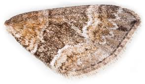 Attēlu rezultāti vaicājumam “Perizoma bifaciata”