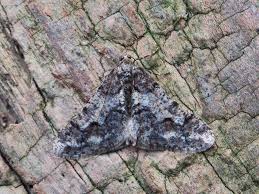 Attēlu rezultāti vaicājumam “Agriopis leucophaearia”