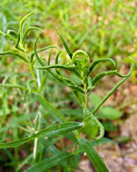 Attēlu rezultāti vaicājumam “Stellaria holostea leaf”