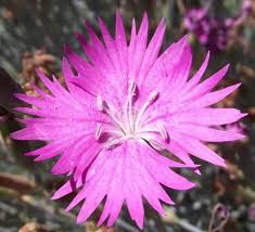 Image result for Dianthus gratianopolitanus