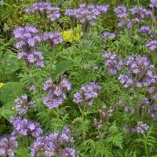 Attēlu rezultāti vaicājumam “Phacelia tanacetifolia leaf”
