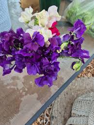 Image result for Sweet Pea Bowling Club