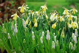 Attēlu rezultāti vaicājumam “Cribraria martinii”