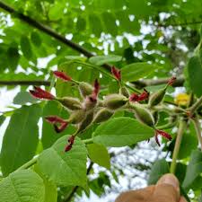 Attēlu rezultāti vaicājumam “Juglans cinerea flower”