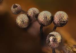 Attēlu rezultāti vaicājumam “Lamproderma pulchellum spores”