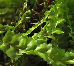 Attēlu rezultāti vaicājumam “Harpanthus flotovianus cells”