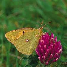 Attēlu rezultāti vaicājumam “Colias croceus underside”