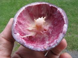 Attēlu rezultāti vaicājumam “Chrysosplenium alternifolium fruit”