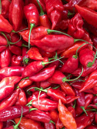 Afbeeldingsresultaat voor paper lantern hot pepper
