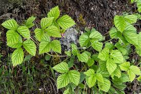 Attēlu rezultāti vaicājumam “Rubus saxatilis”