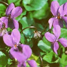 Attēlu rezultāti vaicājumam “Viola odorata leaf”