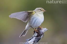 Attēlu rezultāti vaicājumam “Phylloscopus trochilus”